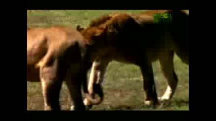 Lions