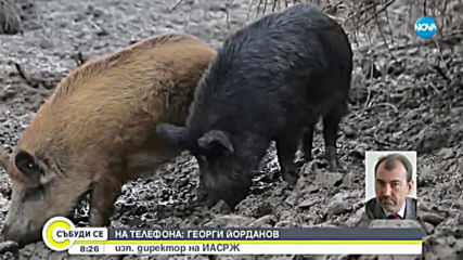 Какви мерки взима България за опазването на ценна порода свине?