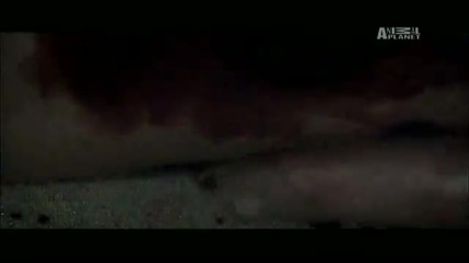 Fatal Attractions - Gaboon Viper Kills Its Owner 