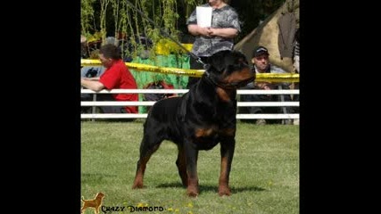 Rottweiler Vbox7