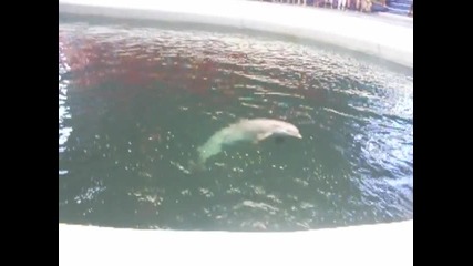 Dolphin Sounds Therapy 