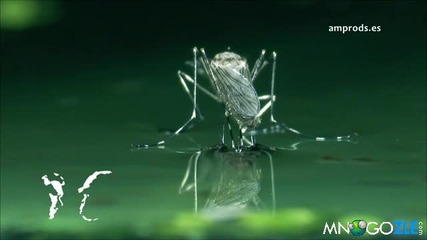 Раждането на комар