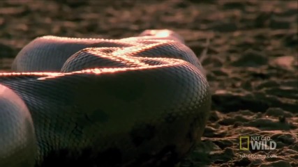 (+18 ) Най Голямата Анаконда На Света - World's deadlies green anaconda
