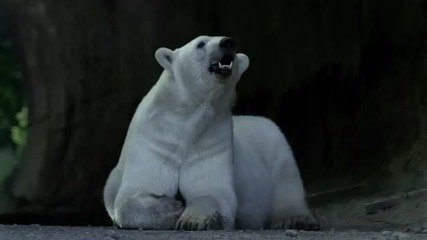 Полярна мечка - реклама на Нисан 
