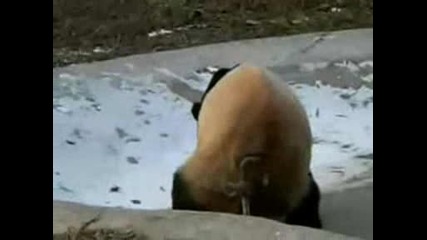 Панда си чеше задника!