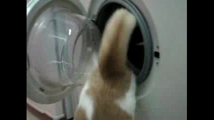 Коте В Пералня