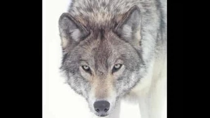 Wolves . . .! Cool!