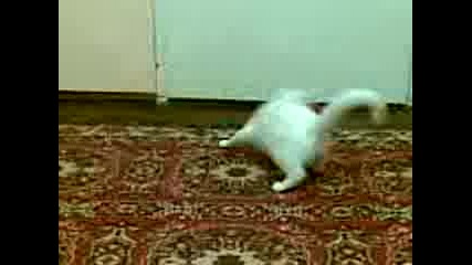 Ludo kote