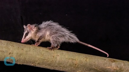 North Carolina Preserves New Years Eve Opossum Tradition