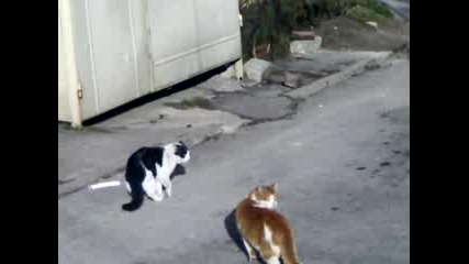10122008078.mp4