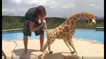 Magical Giraffe Gets Frisky!