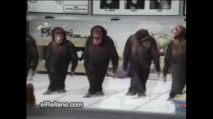 Маймуни Танцуват Ирландски Танц