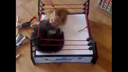 Малки котета се борят на ринга!