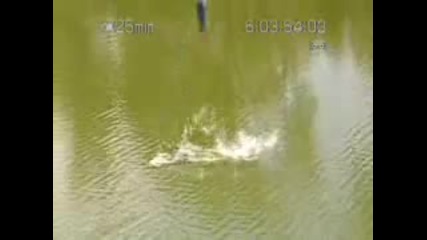 крокодил захапва човек по време на бънджи скок 
