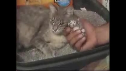 Аномалия - Котка С Две Лица 