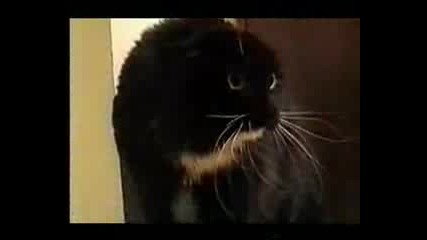 Talking Cat