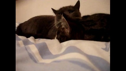 The two talking cats