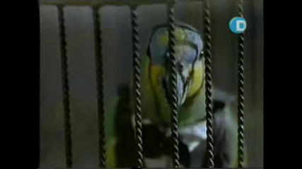 Поли иска Задника на Майка ти .avi