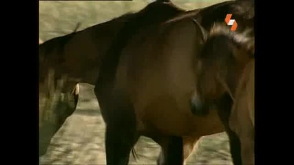 Енциклопедия на животните - Див Кон бг аудио High Quality