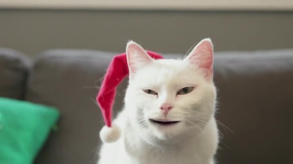 Котка пее за Коледа