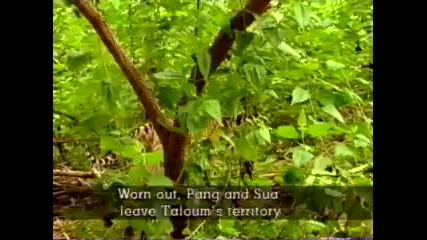 Monkey taunts tigers 