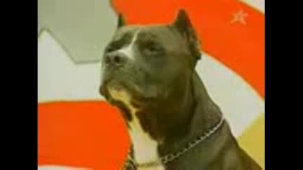 pitbuli981 