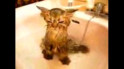 Коте след душ! - Смях