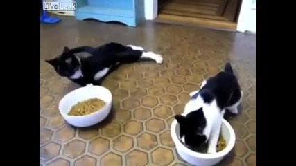 Котенцата, събуждане от болкоуспокояващи след посещение на ветеринар смешно