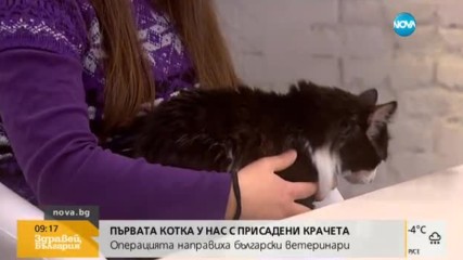 ШАНС ЗА ЖИВОТ: Поставиха изкуствени лапи на котка