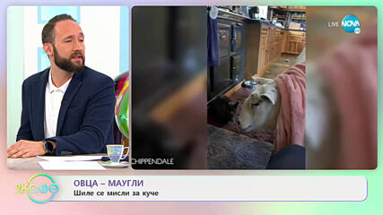 Овца-Маугли - Шиле се мисли за куче - „На кафе” (30.03.2021)