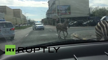 Белгия: Вижте как четири избягали зебри тичат в Брюксел