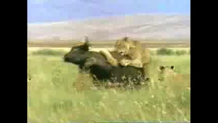 Лъвове срещу бивол