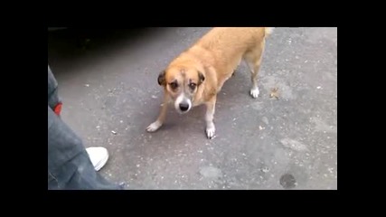 Куче което се усмихва