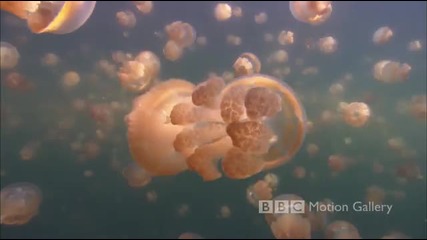 Bbc - Life in the Blue (hd) 