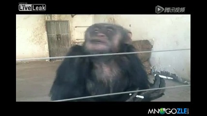 шимпанзе маняк на тема цигари (много смях)