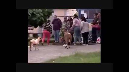 Луд овен без рога, напада наред хората