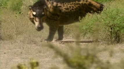Разходка с зверовете епизод 2 - големи убийци