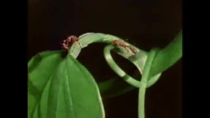 National Geograpihc - Acacia Tree Ants