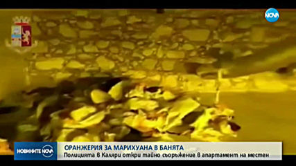 Откриха оранжерия за марихуана зад баня на частен дом в Италия