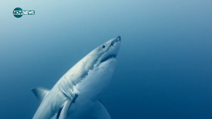 VOA технологии: Наука за акулите