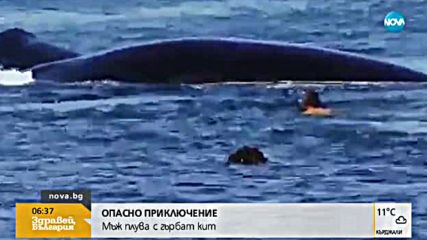 ОПАСНО ПРИКЛЮЧЕНИЕ: Мъж плува с гърбат кит
