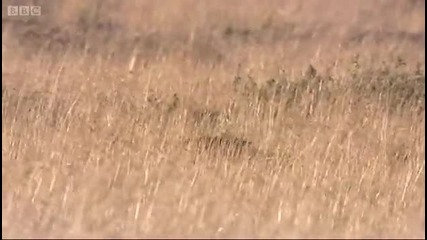 Cheetah hunting wildebeest - Big Cat Diaries - Bbc 