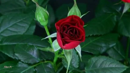 Milva La Vita E Rosa