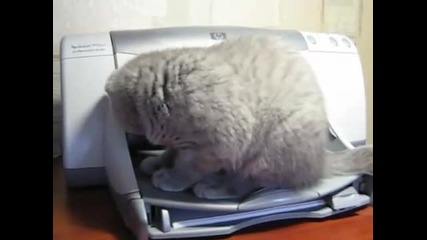 Луда котка се плаши от принтер [смях]