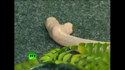 Змия с 2 глави в Украина