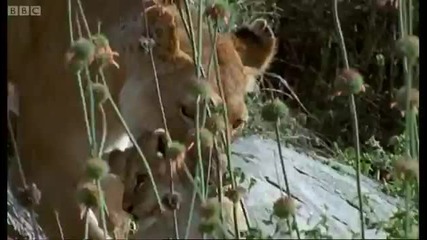 Dangers in the Wild - Lions Spy in the Den - Bbc