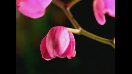Singing Flowers