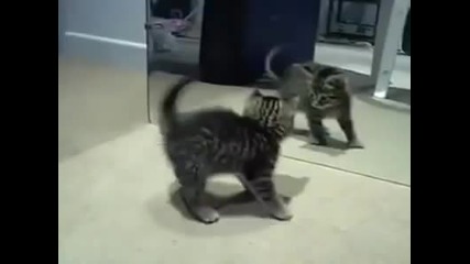 Коте полудява