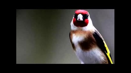 Птици Щиглец - goldfinch song