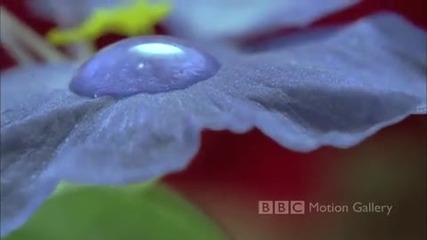 Bbc Hd In Full Bloom 1080p 